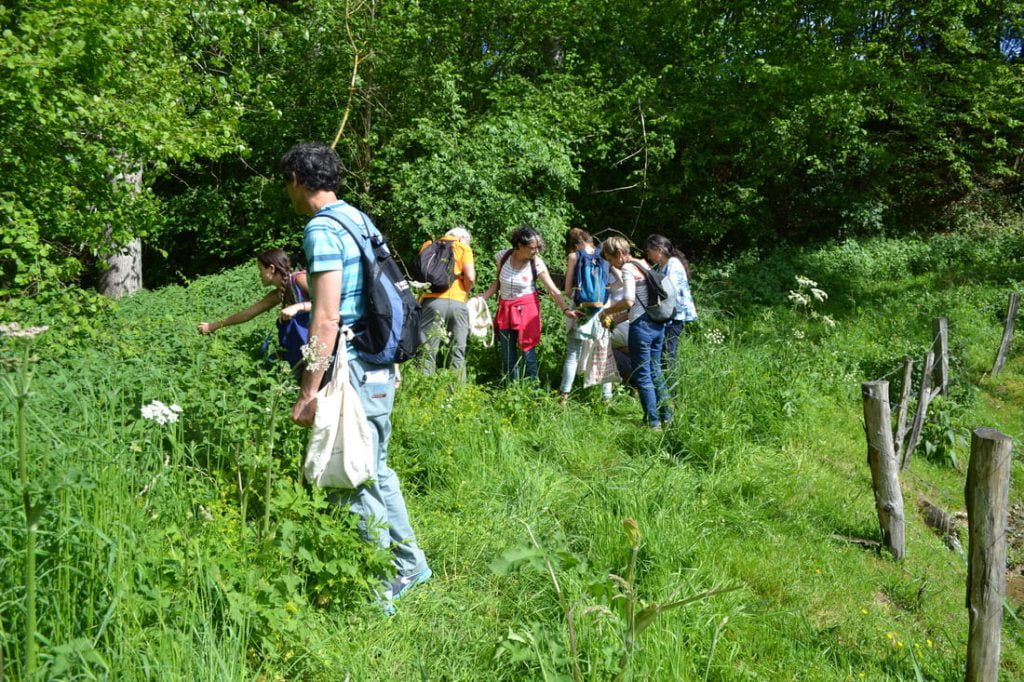 Groupe_cueillette_amplyfloreplantessauvages.fr